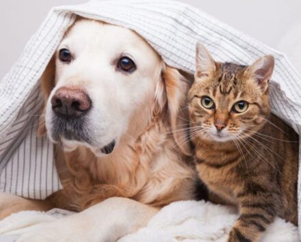 Castração de Cães e Gatos: o que você precisa saber