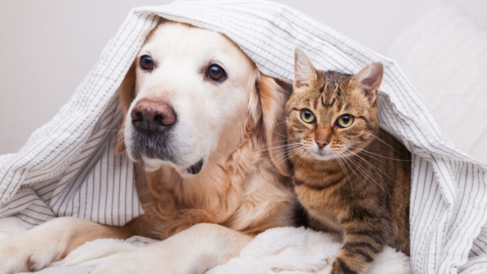 Castração de Cães e Gatos: o que você precisa saber