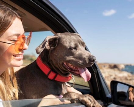 Dicas para Viajar com Seu Pet de Carro: Garantindo uma Jornada Segura