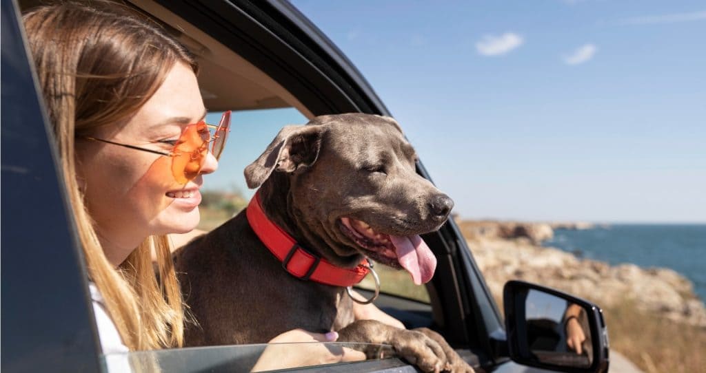 Dicas para Viajar com Seu Pet de Carro: Garantindo uma Jornada Segura